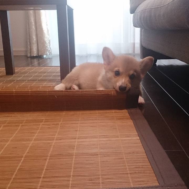 863e375c 0402 4d2b aae6 3c7a7d8507f1 1558003608558