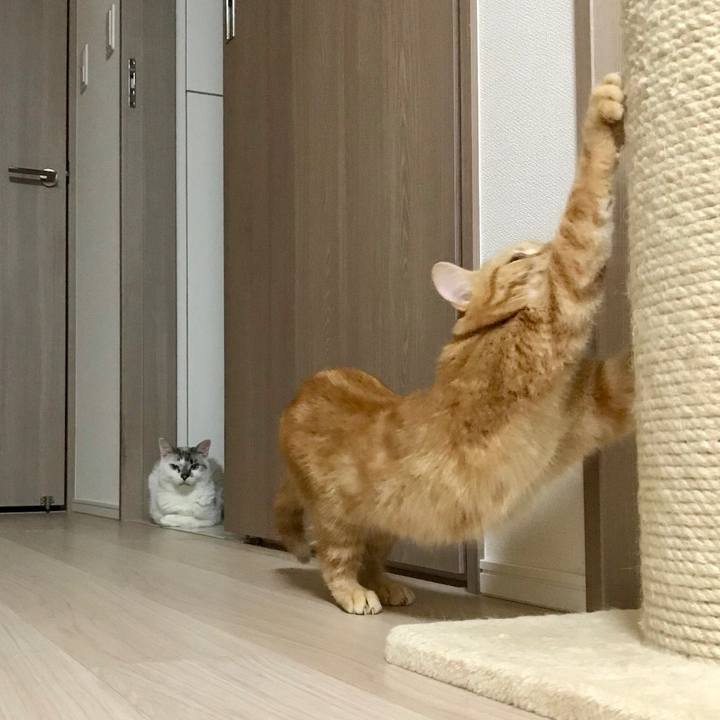 86409c91 cd33 43d1 82e9 833df20b150e 1532255276002