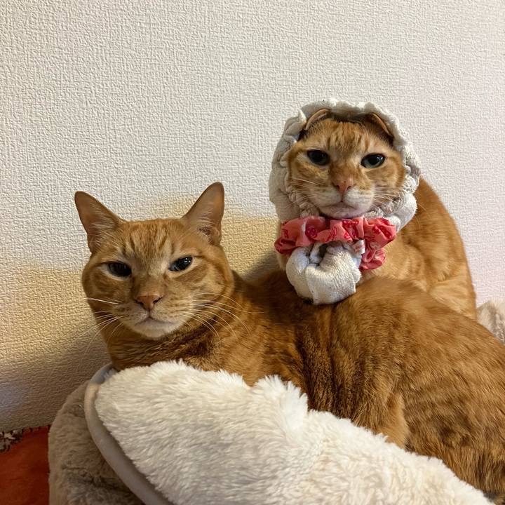 86480520 7ca9 4fd9 9b1f bbe317c869b2 1769553523005