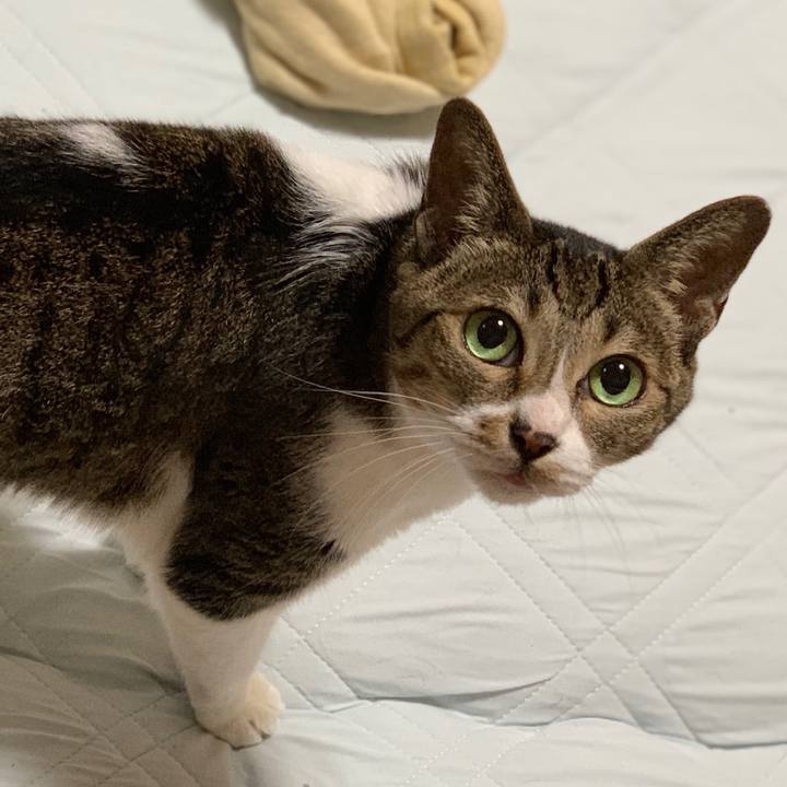 86481a73 b40c 4d14 ba59 fadef8c9590d 1538270371380