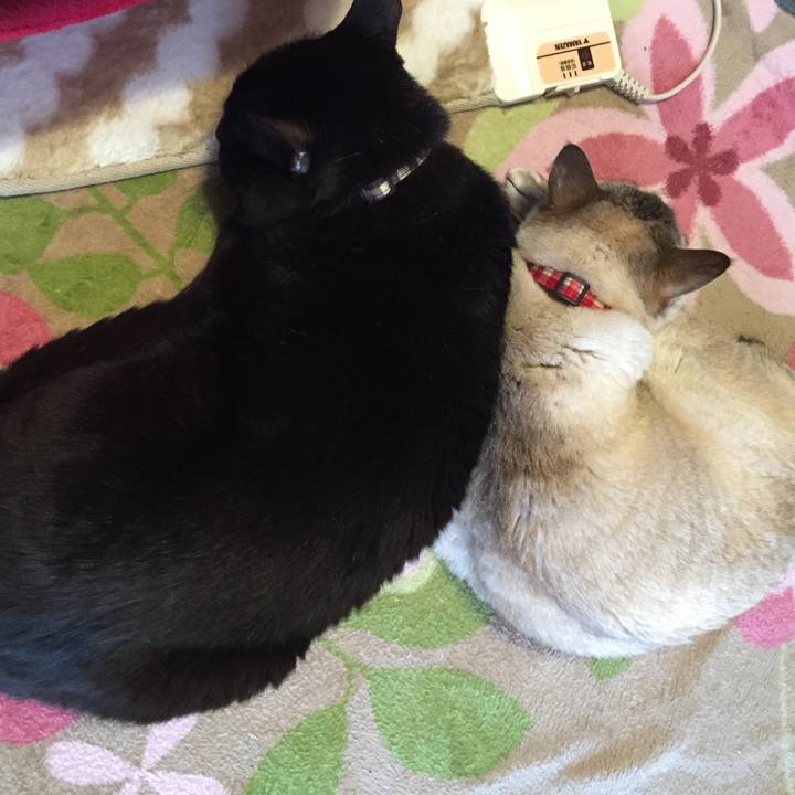 86482c61 742d 406b 8d13 f95989f32139 1523137384946