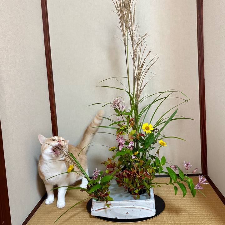 86486b8a 00ec 44e2 b2db d531770666e5 1763071367060