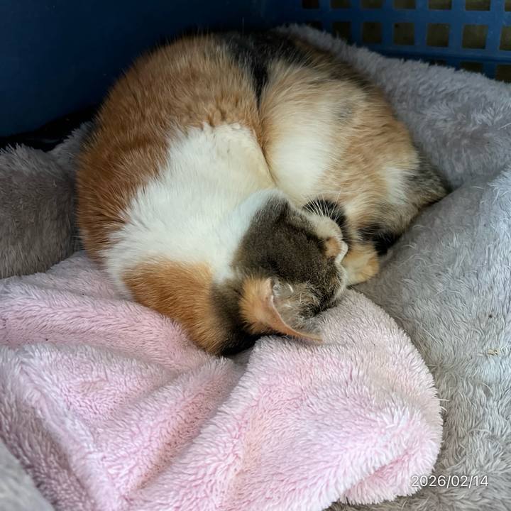 86495e1f 817c 4f1e afc6 b7e7deeb0216 1771038426301