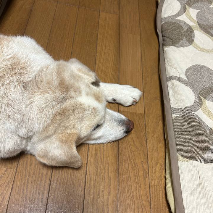 864bf731 1ccd 4688 8fed f79180dce841 1719588743168