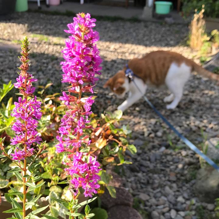 864cca65 ad4a 4e78 a68d c4cb5bba9681 1532683591980