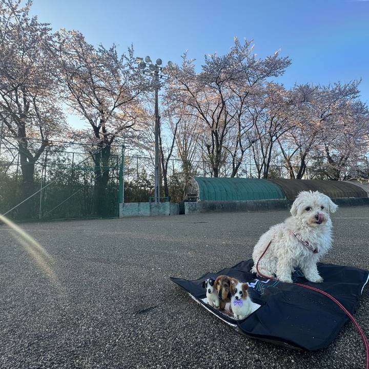 864d6155 1f4a 47ad 815b fc3187064687 1775170072588