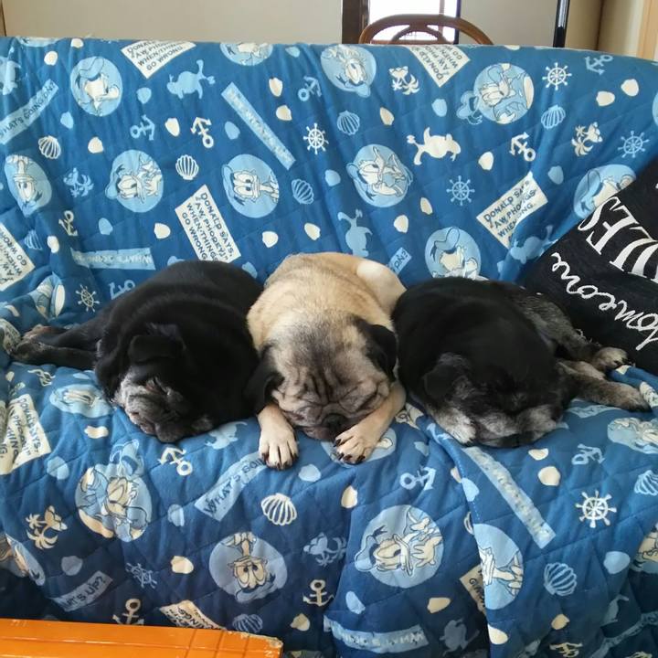 864d77f1 0de3 4dad 8a8a f1e74edbf280 1533197849833