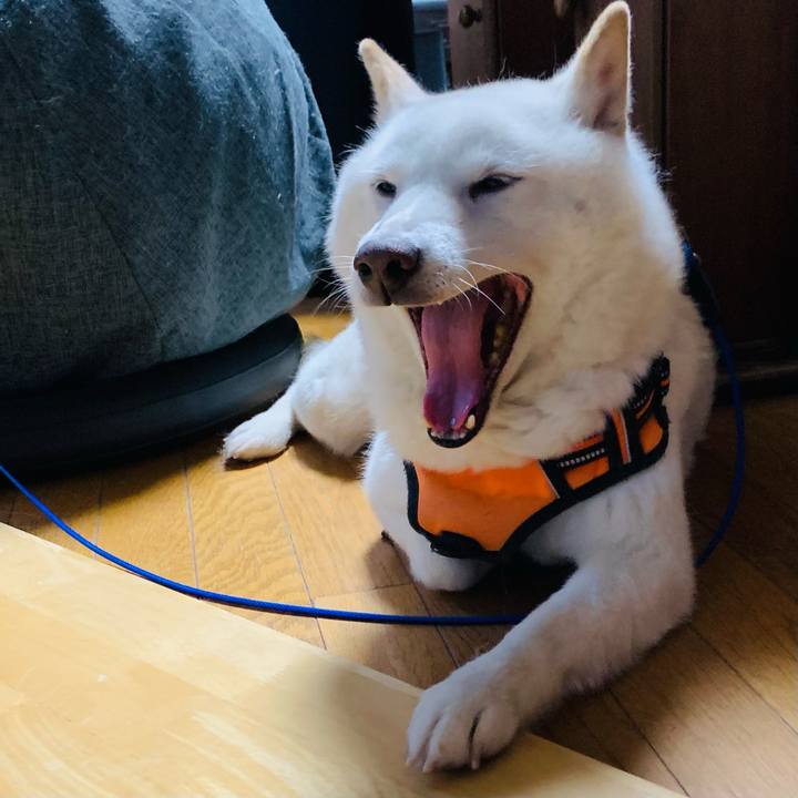 864e340c 60c0 4f18 9756 a4760dccc10e 1635455452887