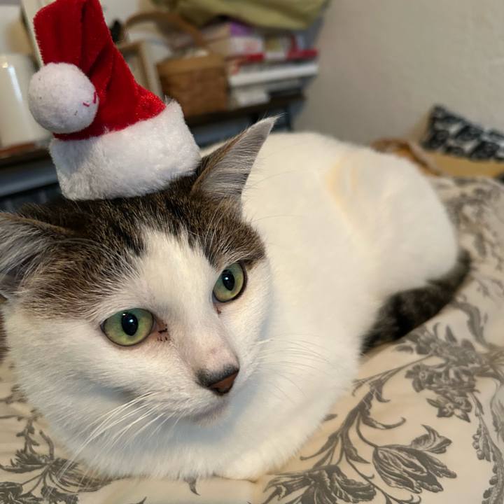 86502a12 8b95 47df b86a 7f9fc1d85f11 1765869776113