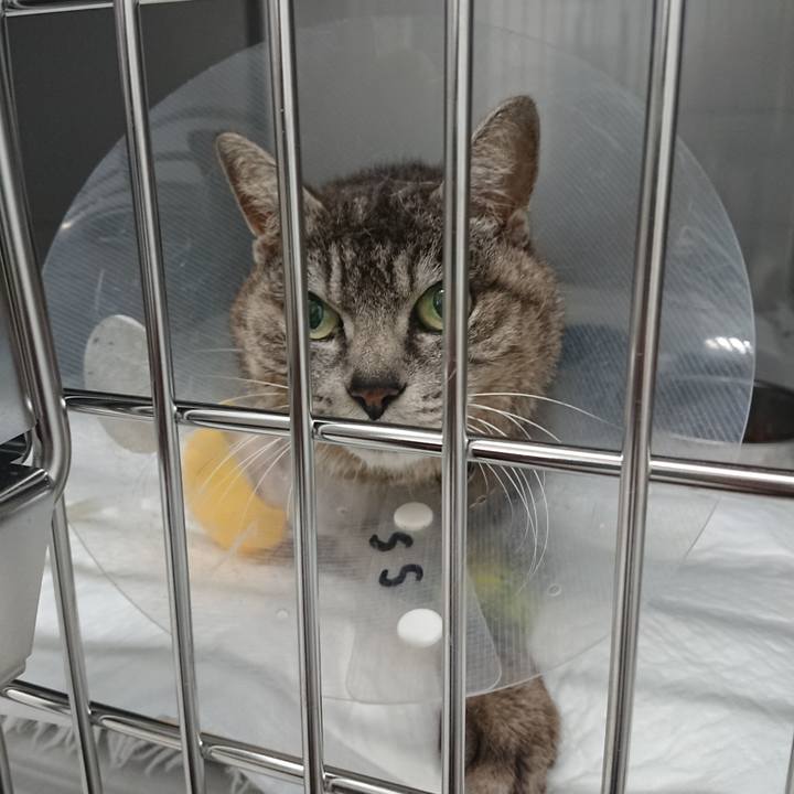 865206a5 93ca 46c5 86b4 40bcc58335fb 1585985334375