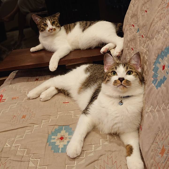 86526244 6b77 4276 8c91 93afea531532 1565785479915