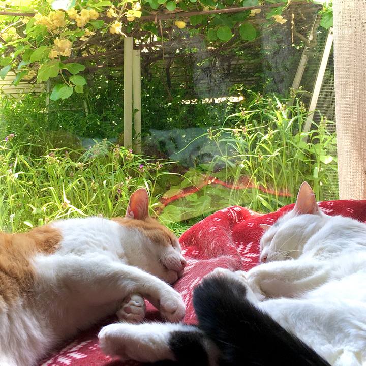 8656f4e4 4b5d 4938 a4ac 5b8be94aa3ac 1591516867306