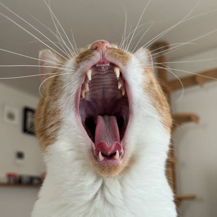 86599eea 9341 4a30 8368 70e990275126 1763881476963