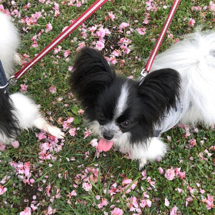 865e24a5 9688 4a7b a6b0 54619866cfbe 1524136921532