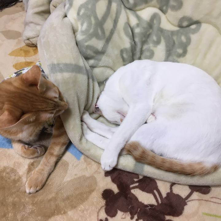 8660f0c2 ac56 4558 88e5 d21c449208c4 1511343340500