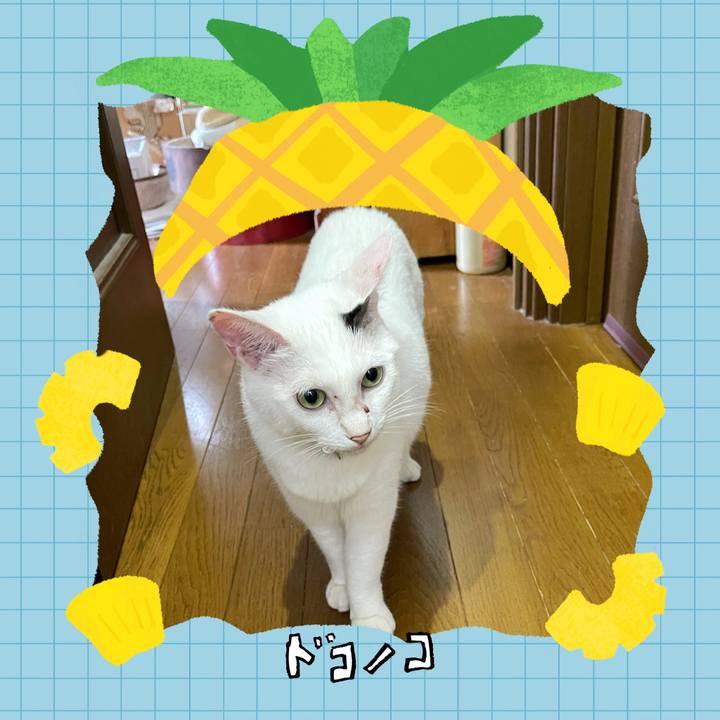 8660ff93 d259 45b7 a1b5 2ca5c5538f6b 1784069805554