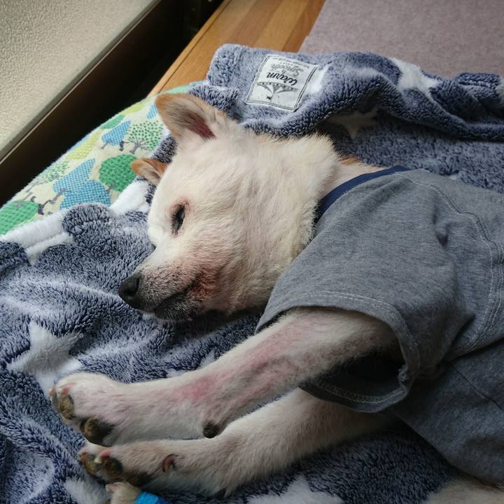 86612c4a 1c08 4cd9 a07e 190da45e1bf2 1539563442477