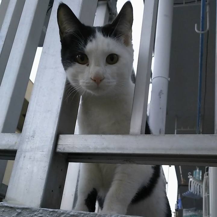 86615391 fedd 4064 9ff8 e3617091c9c1 1547020987015