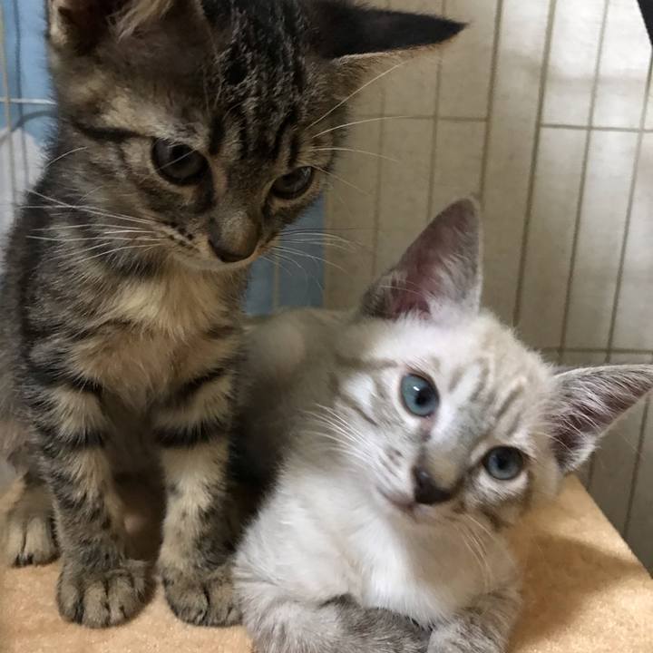 8662caaf 11c8 4051 b877 df36f964657c 1559009590133