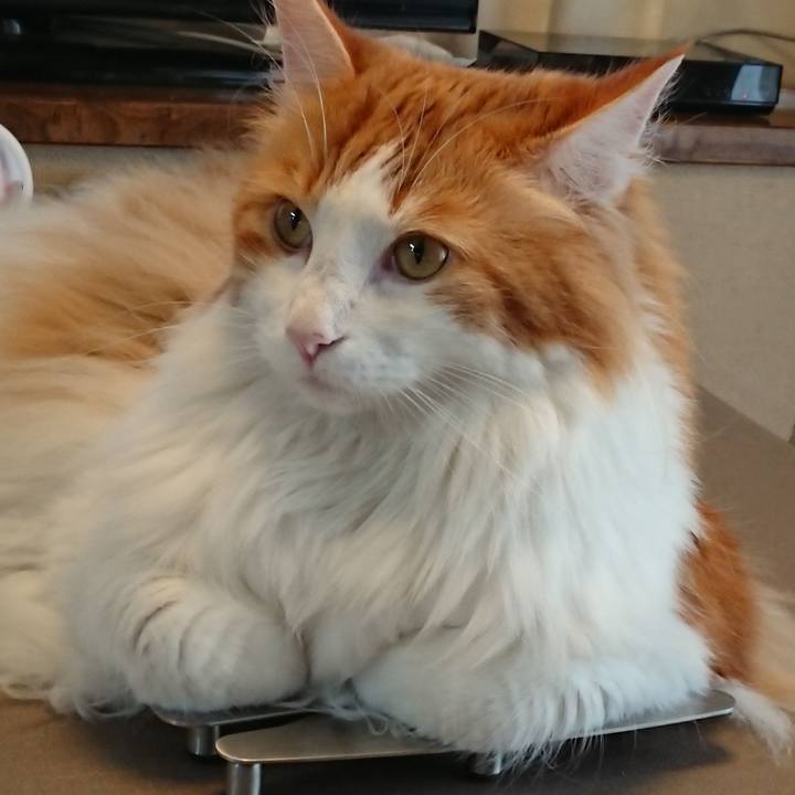 8663c3a3 ad84 4442 a83b 7374e001794a 1530578783015