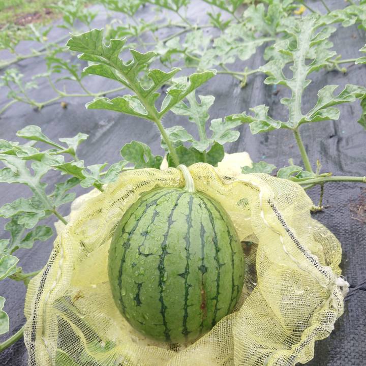 866428c4 28f0 4042 8e6d 36b2277ed243 1594027459487