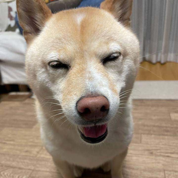 86672635 2917 4136 8911 3dd2d45440cc 1662029145515