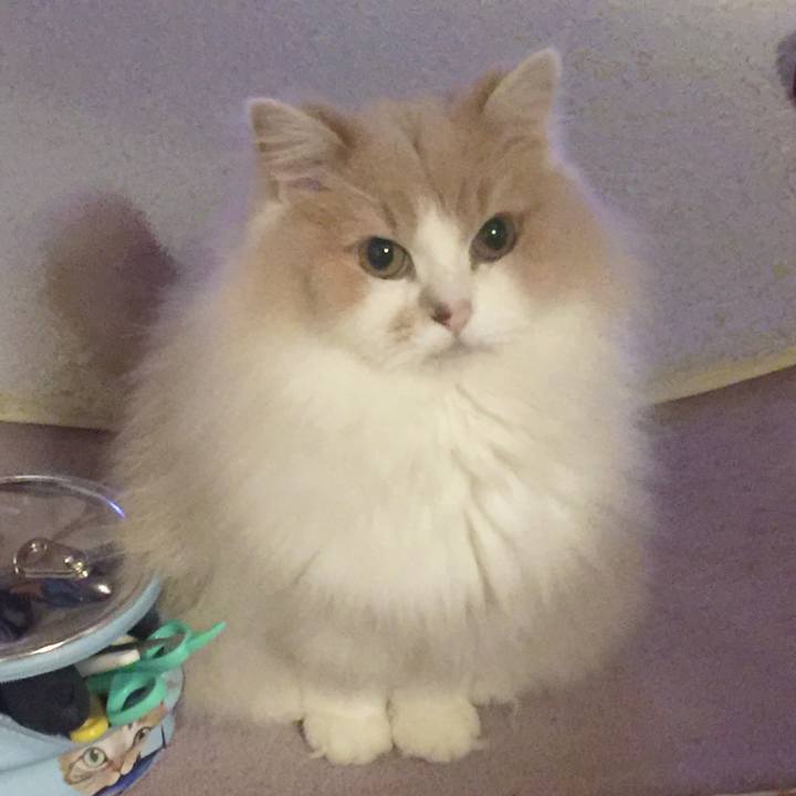 8667c499 01a3 4abe ab7c b3c732a9afcb 1577708311648