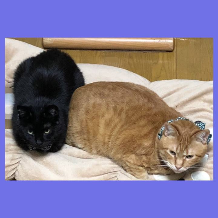 8669932b 28d3 4469 a110 6535385b0bc3 1585397181687