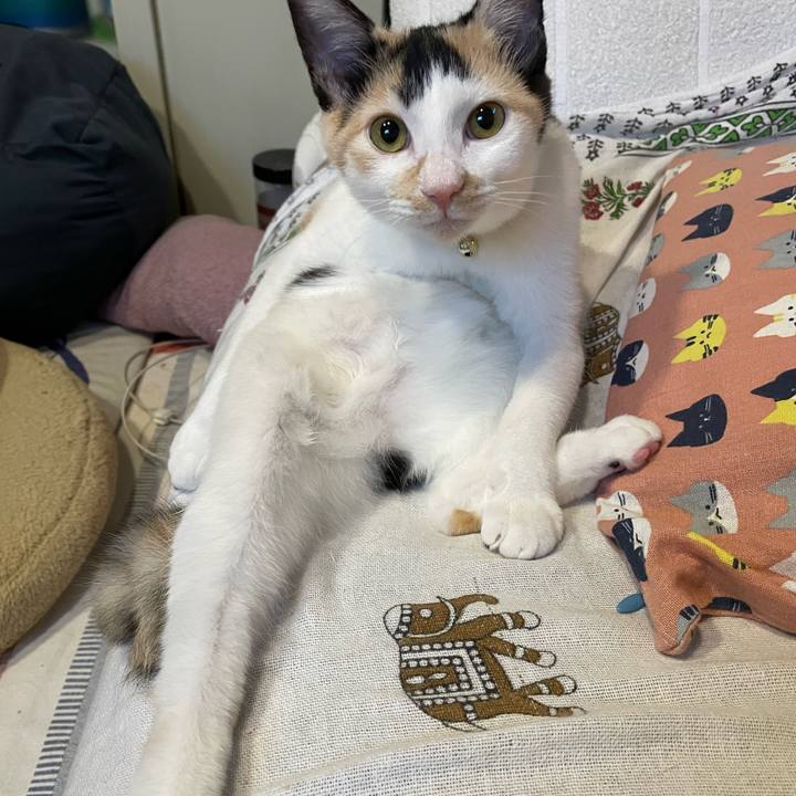 8669e54c f6ca 499d 85c5 cdb2a98e6851 1666044662255