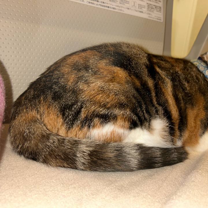 866a6759 bece 45d6 979c 3ca365714633 1762875027888