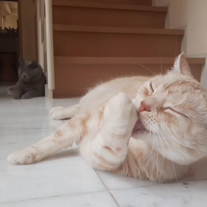 866e02a2 c0b3 412d 8251 727c07e7f204 1564448170985