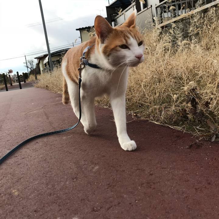 866f039f e44a 49a1 bfa2 a5992867126c 1513658022342