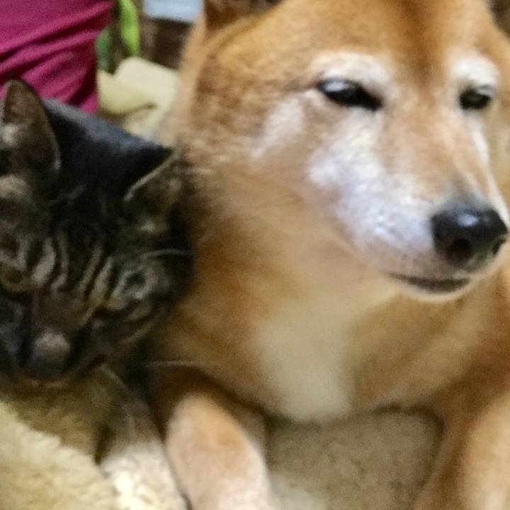 86722148 48b1 4069 87c8 3184da414d45 1587638515165