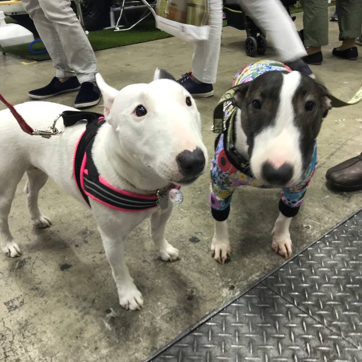 8678b0ed 431f 496c b211 aae249532f37 1522571362515