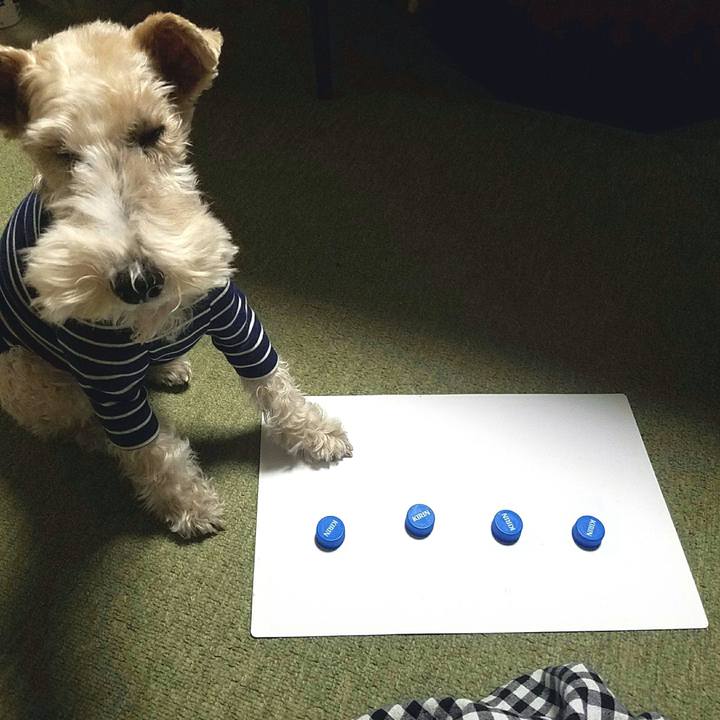 867ad09c 1254 4933 b93c 77823fff9de7 1513863290729