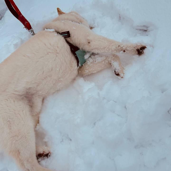 867c1202 a8d7 4ee7 a2ce 1b1ab6c9d0ea 1742164701607