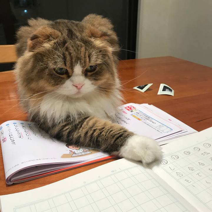 867daa06 3475 4971 91f6 f62e9bf49b18 1508210304456