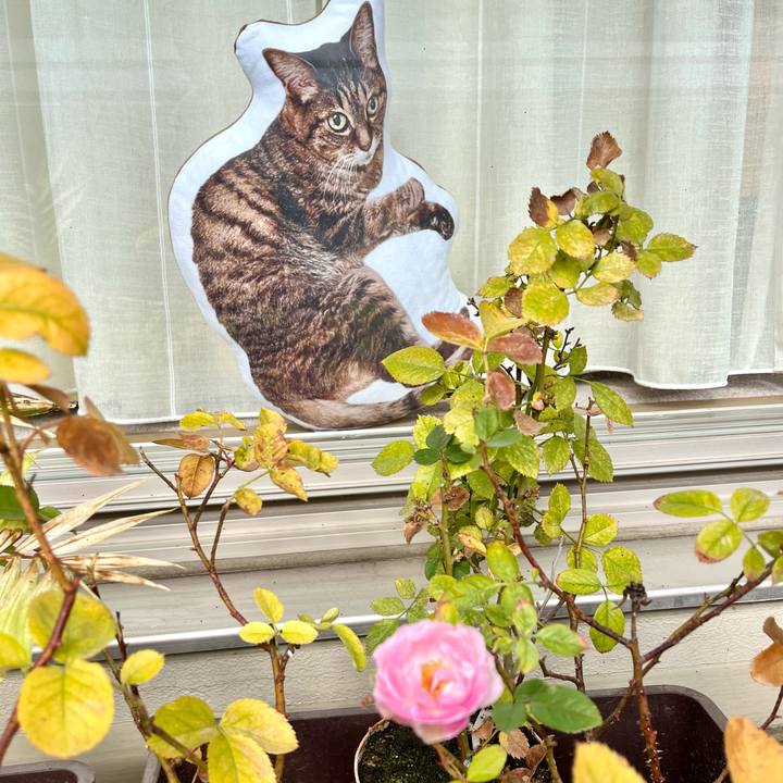 8680727b cf11 49e7 85ba bc5169a9f4b5 1764990008037