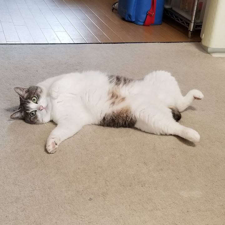 86811d4a 2712 4761 9d90 5cf731238c22 1565963824271