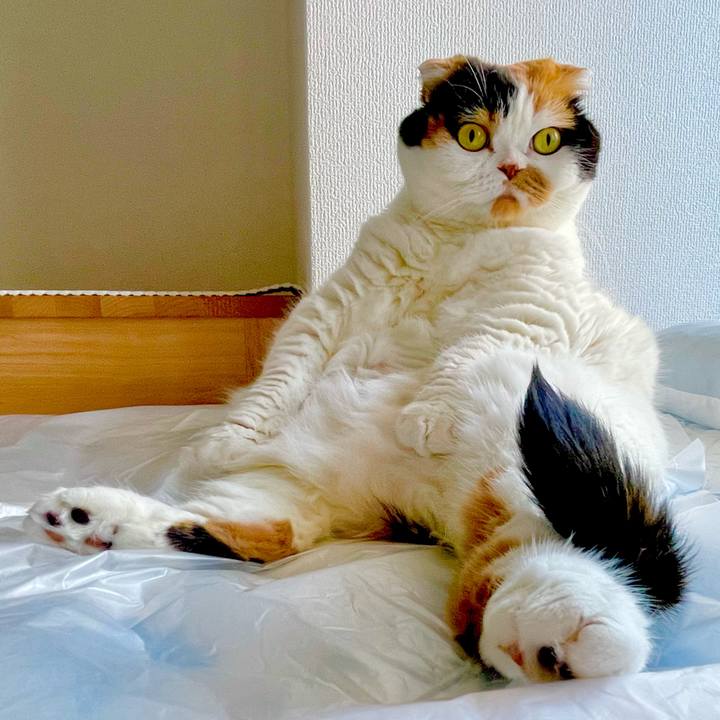 86812bca 6b42 4e70 905c b3d131ec3bf3 1657231906837