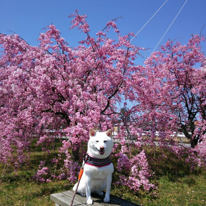 86834734 bf06 4cc2 955a 2397159fd528 1555384635624