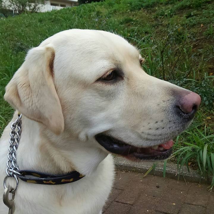 86841600 3eba 4f86 b9f0 a59a3fc68cb0 1510305779889