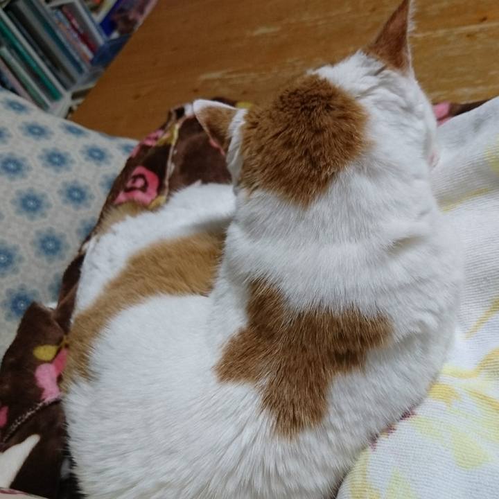 86890f2f 4e50 45d0 b52a aa12449fdde5 1539606278343