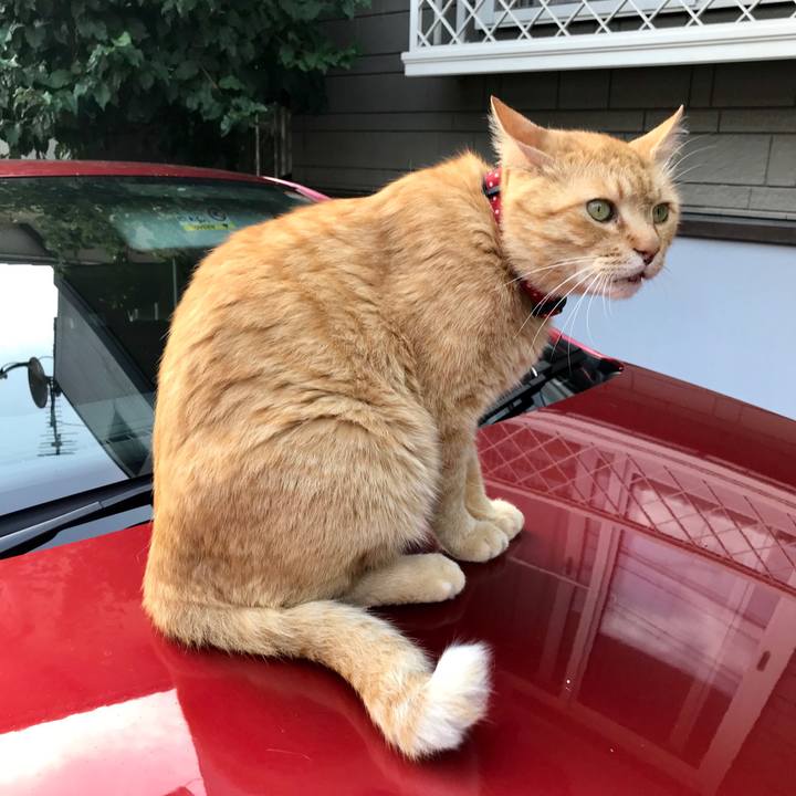 8689fc17 deb8 42cd 9cbf 0f1b91e661b2 1528534713840