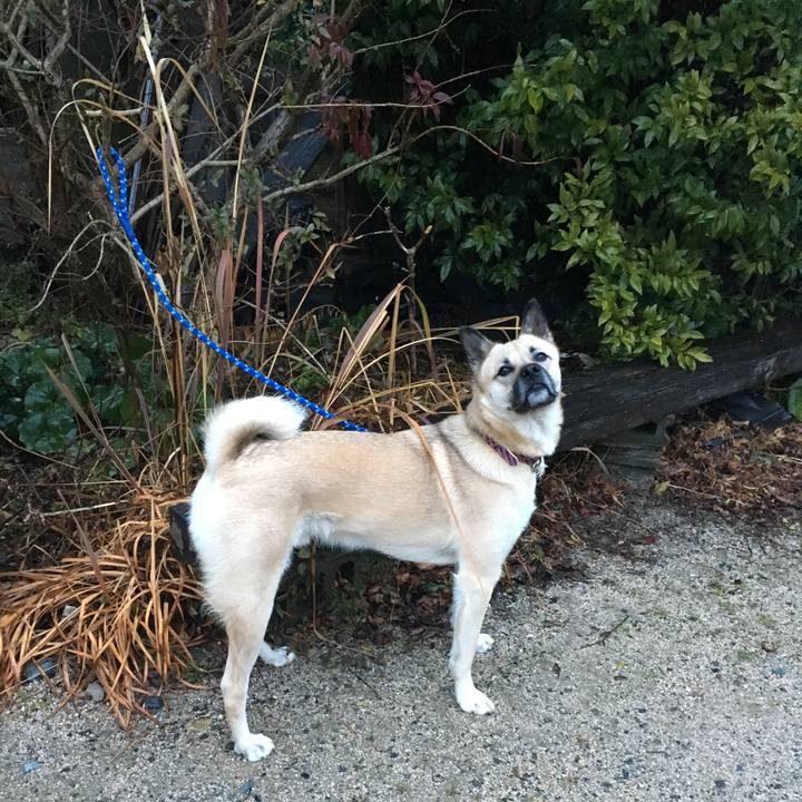 868ba84f 2dcc 4aa0 9b21 d1b87ef029c4 1516187926642