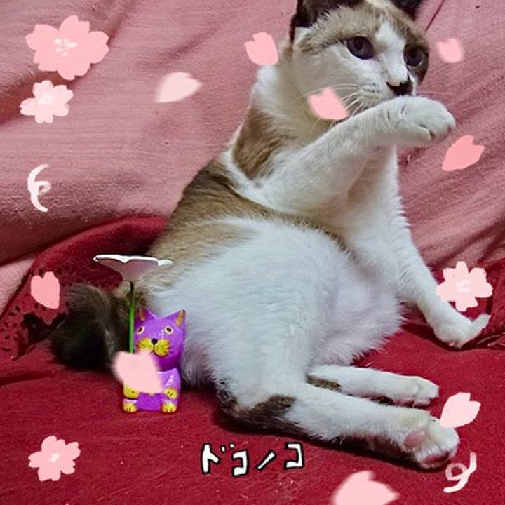 868e2d24 a2c0 42c4 91e2 94d2c16b7c2b 1744439348788