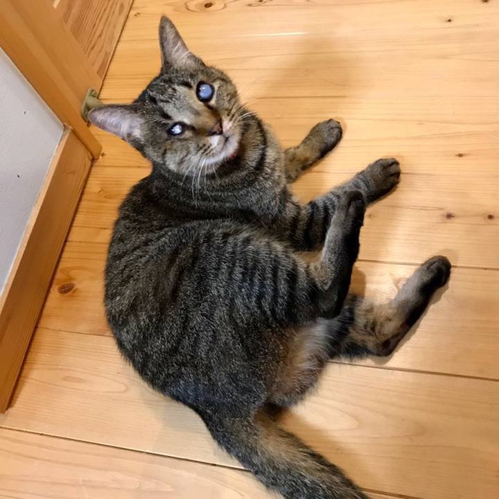 868e525f 5bb4 456e a0e8 38071c20ae41 1559097058101