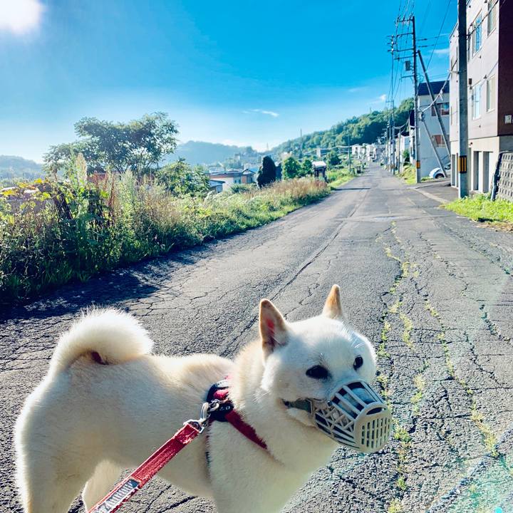 868f912c 4a10 4080 b5d2 89568a71cd8a 1565819251155