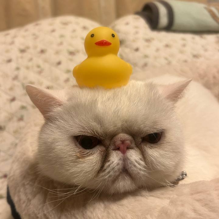 86923128 6282 43c6 9ed9 36c57221f327 1765631018284