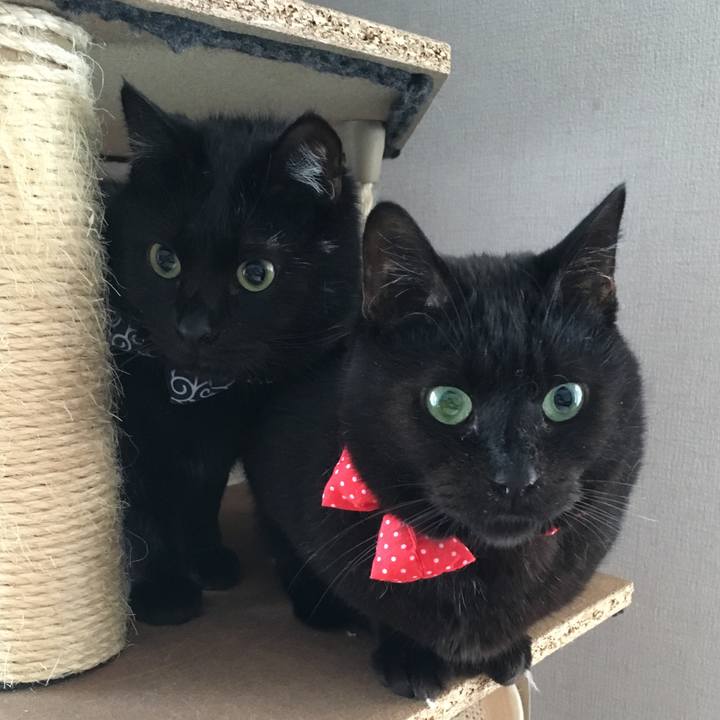 8694354b ab79 4326 b3ae dd28dfa76cbc 1545864299018